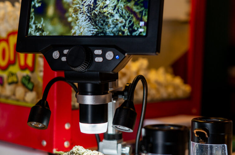 Cannabis bud magnified on a digital microscope at MR.WEED